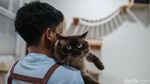 Hotel Kucing di Depok Ini Punya Fasilitas Playground, Dijamin Betah
