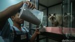 Hotel Kucing di Depok Ini Punya Fasilitas Playground, Dijamin Betah