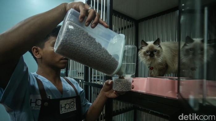 Hotel Kucing di Depok Ini Punya Fasilitas Playground, Dijamin Betah Petugas memberikan makan di Holu Pet Hotel & Salon, Sawangan, Depok, Senin (23/12/2024). Sesuai namanya, hotel ini menerima penginapan bagi semua jenis kucing mulai dari kucing lokal, persia, himalaya hingga egyptian mau.