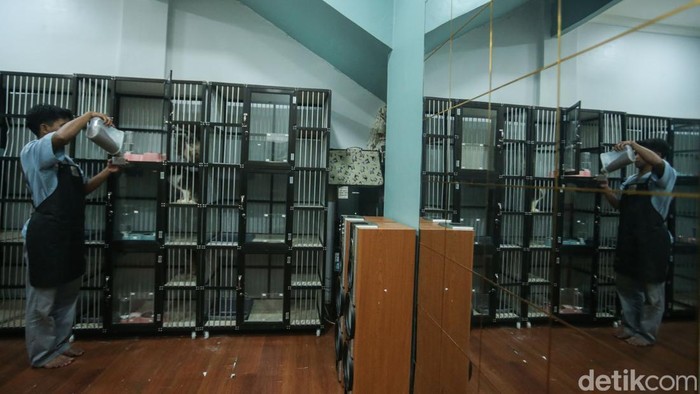Petugas memberikan makan di Holu Pet Hotel & Salon, Sawangan, Depok, Senin (23/12/2024). Sesuai namanya, hotel ini menerima penginapan bagi semua jenis kucing mulai dari kucing lokal, persia, himalaya hingga egyptian mau.