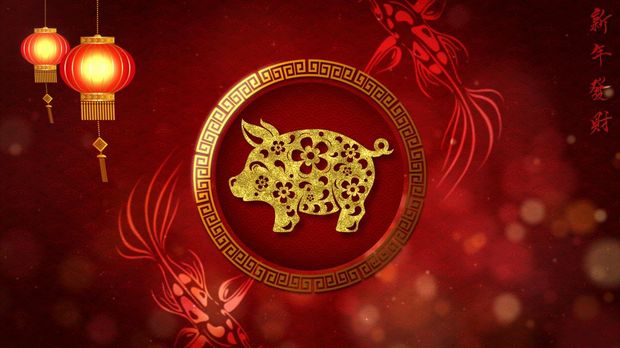 Ilustrasi shio babi Chinese New Year also known as the Spring Festival. Loop digital particles background with Chinese ornament decoration, cherry blossom and Chinese calligraphy means good health, good luck, good fortune