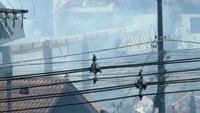 Petugas memperkirakan ada pesawat tersebut membawa 10 orang penumpang. Pesawat tersebut lepas landas dari kotamadya Canela. 