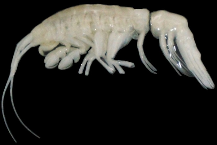 Predator laut dalam baru yang ditemukan di kedalaman ekstrem Palung Atacama, di lepas pantai Peru dan Chili.