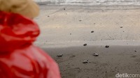 Pasalnya, penyu merupakan salah satu satwa laut yang dilindungi dan berperan penting dalam menjaga keseimbangan ekosistem laut. Penyu memegang peranan penting dalam menjaga keseimbangan ekosistem laut, seperti menjaga populasi ubur-ubur yang dapat mengganggu kehidupan laut lainnya. 