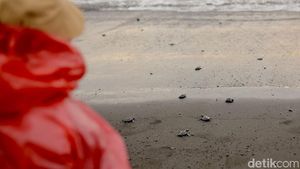 Puluhan Tukik Dilepasliarkan di Pantai Saba Bali