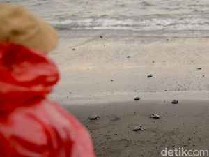 Puluhan Tukik Dilepasliarkan di Pantai Saba Bali