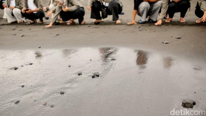 Orang-orang melepaskan tukik ke laut di Pantai Saba, Gianyar, Bali. Kegiatan ini dilakukan untuk melestarikan lingkungan.