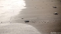 Tukik yang dilepas adalah jenis satwa laut yang dilindungi, karena populasinya yang terus menurun akibat perburuan, pencemaran laut, dan hilangnya habitat alaminya.