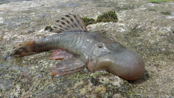 Para peneliti dalam sebuah ekspedisi di Peru menemukan 27 spesies hewan baru, di antaranya tikus semi-akuatik yang bisa berenang dan ikan dengan hidung yang menyerupai bengkak.