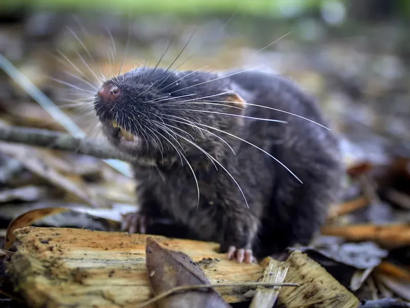 Para peneliti dalam sebuah ekspedisi di Peru menemukan 27 spesies hewan baru, di antaranya tikus semi-akuatik yang bisa berenang dan ikan dengan hidung yang menyerupai bengkak.