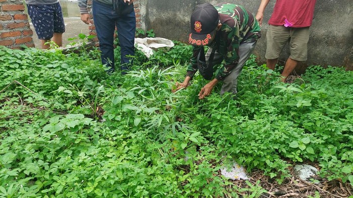 Tanaman ganja di Sidoarjo yang ditemukan di bangunan kosong