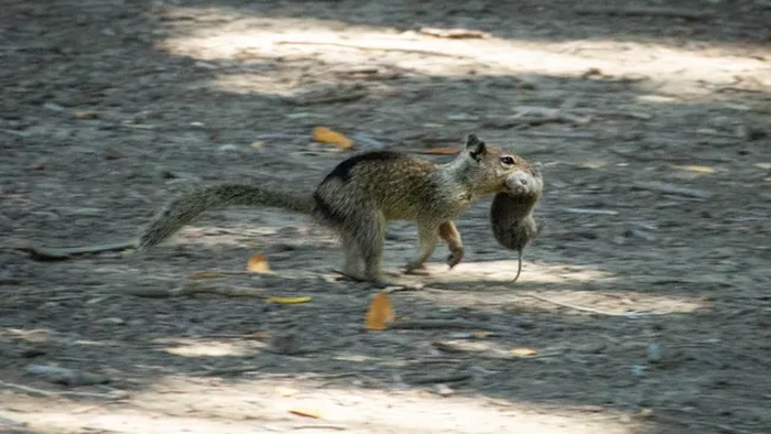 Tupai tanah biasanya memakan biji-bijian dan kacang-kacangan, tetapi di sebuah taman di California, Amerika Serikat, makhluk berbulu nan lucu ini berubah menjadi pembunuh karnivora. Hewan ini tanpa ampun memburu tikus tanah lalu mengupas daging dari tulangnya.