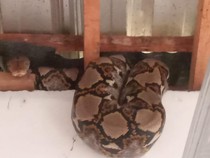 Ular Sanca Panjang 4 Meter Tersangkut di Pipa, Damkar Evakuasi