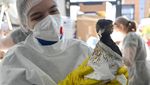 Aksi Relawan Selamatkan Burung Laut dari Tumpahan Minyak