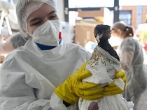 Aksi Relawan Selamatkan Burung Laut dari Tumpahan Minyak