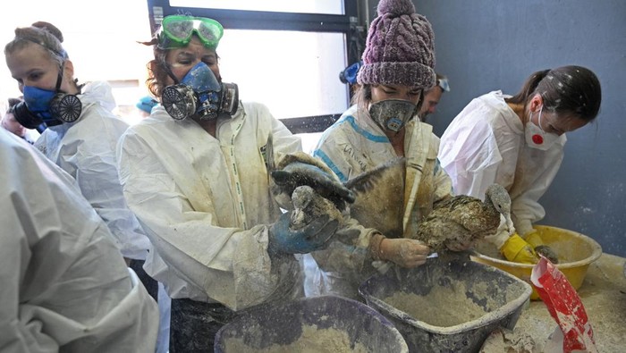 Volunteers use flour to clean birds following an oil spill which was caused by an incident involving two tankers damaged in a storm in the Kerch Strait, in the village of Vityazevo near the Black Sea resort of Anapa, Russia December 20, 2024. REUTERS/Sergey Pivovarov