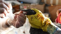 Bencana tersebut terjadi di daerah yang menyediakan habitat penting bagi burung laut dan lumba-lumba. Di antara lokasi yang paling parah terkena dampak adalah Anapa, sebuah resor wisata populer yang terkenal dengan pantai berpasir keemasannya.