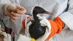 Aksi Relawan Selamatkan Burung Laut dari Tumpahan Minyak