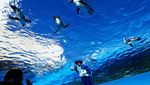 Aksi Sinterklas Berenang Bareng Penguin Meriahkan Natal di Tokyo