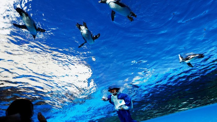 Aksi Sinterklas Berenang Bareng Penguin Meriahkan Natal di Tokyo A diver wearing a blue Santa Claus costume swims inside the 'Penguins in the Sky' tank with African penguins at Sunshine Aquarium in Tokyo, Japan, December 24, 2024. REUTERS/Issei Kato