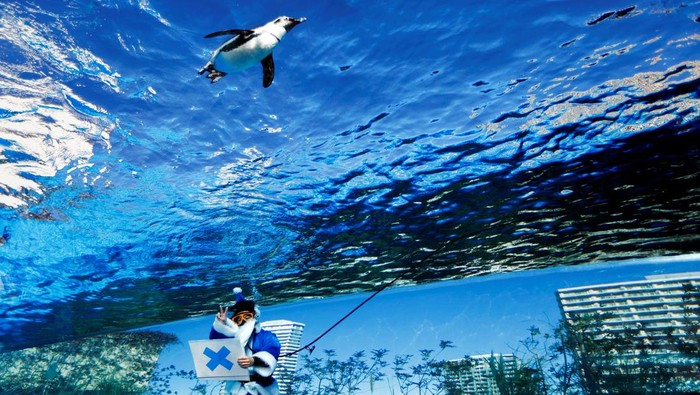 A diver wearing a blue Santa Claus costume swims inside the 'Penguins in the Sky' tank with African penguins at Sunshine Aquarium in Tokyo, Japan, December 24, 2024.  REUTERS/Issei Kato