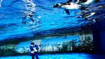 Aksi Sinterklas Berenang Bareng Penguin Meriahkan Natal di Tokyo