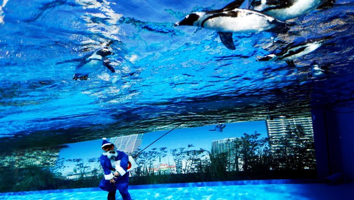 Aksi Sinterklas Berenang Bareng Penguin Meriahkan Natal di Tokyo A diver wearing a blue Santa Claus costume swims inside the 'Penguins in the Sky' tank with African penguins at Sunshine Aquarium in Tokyo, Japan, December 24, 2024. REUTERS/Issei Kato