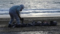 Minyak tumpah dari dua kapal tanker minyak tua Rusia yang rusak parah akibat badai akhir pekan di Selat Kerch yang memisahkan Rusia selatan dari Krimea, yang dianeksasi Moskow dari Ukraina pada tahun 2014. Salah satu kapal terbelah dua, dan seorang awak tewas, sementara yang lain kandas. 