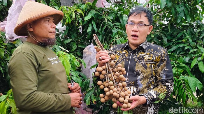 Kepala Badan Percepatan Pengentasan Kemiskinan RI, Budiman Sudjatmiko berkunjung ke Basecamp Pusat Asosiasi Petani Kelengkeng Mandiri di Desa Lembu Purwo, Kebumen, Selasa (24/12/2024) sore