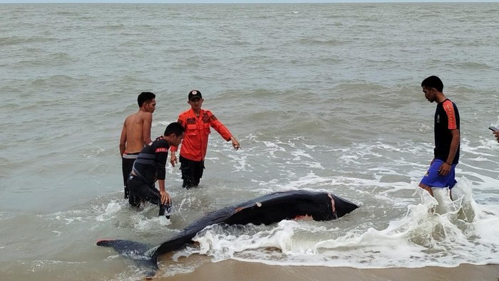 Ikan paus terdampar di Bangka Tengah.
