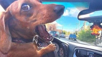 Sepertinya, kita dalam masalah! kata si anjing. Foto: Images That Could Be Album Covers via Bored Panda