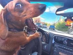 Kumpulan Foto Random yang Bikin Nyengir, Cocok Jadi Meme