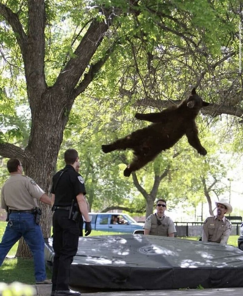 Berbagai foto absurd dan random berikut ini bisa bikin yang melihatnya nyengir. Buat jadi meme cocok, nih.