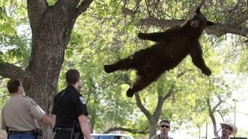 Kejadian random. Foto: Images That Could Be Album Covers via Bored Panda