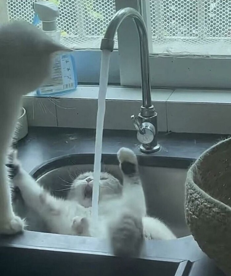 Kumpulan Foto Random yang Bikin Nyengir, Cocok Jadi Meme Berbagai foto absurd dan random berikut ini bisa bikin yang melihatnya nyengir. Buat jadi meme cocok, nih.