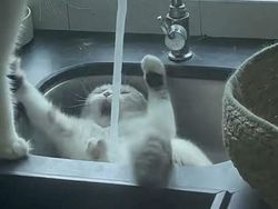 Kumpulan Foto Random yang Bikin Nyengir, Cocok Jadi Meme