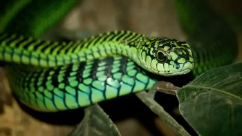 Boomslang, Berasal dari Afrika Selatan. Boomslang bergerak secepat kilat, dapat memanjat pohon, dan memiliki gigitan yang penuh dengan racun berbisa. (Foto: articlesvally)