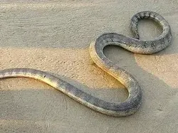 Ular Paling Mematikan di Seluruh Dunia, Ada dari Indonesia