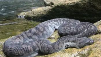 Ular karung atau yang sering disebut ular belalai gajah atau Elephant trunk snake, adalah sejenis ular air yang endemik di kepulauan Nusantara, Indonesia. Ular ini sekerabat dengan ular kadut (Acrochordus granulatus). Mirip dengan gajah, Ular Belalai Gajah memiliki kulit kendor dan keriput yang dapat tumbuh sepanjang 3 meter.  (Foto: articlesvally)