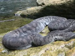 Ular Paling Mematikan di Seluruh Dunia, Ada dari Indonesia