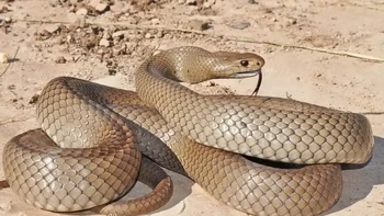 Ular-cokelat timur atau juga disebut ular bisa cokelat, atau dalam bahasa Inggris eastern brownsnake atau common brownsnake, adalah spesies ular cokelat berbisa yang tersebar di Australia bagian timur dan tengah, dan di Pulau Papua bagian selatan. Ular ini memiliki bisa yang cukup kuat untuk membunuh manusia dewasa. (Foto: articlesvally)
