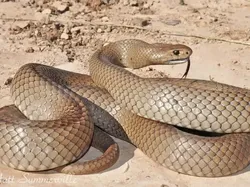 Ular Paling Mematikan di Seluruh Dunia, Ada dari Indonesia