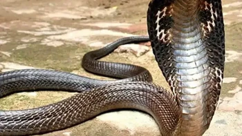King cobra ular yang sangat berbisa. Sekali digigit, manusia hanya punya waktu sekitar 30 menit untuk hidup. Jika diberi cukup waktu, racun ini bahkan bisa membunuh seekor gajah jantan dewasa. Ular Lanang atau kobra raja adalah spesies ular berbisa terpanjang di dunia. Ular ini endemik di sebagian India hingga Asia Tenggara. Di Indonesia, jenis ular kobra yang endemik adalah Naja sputatrix atau Kobra Jawa yang merupakan endemik di Pulau Jawa dan Nusa Tenggara. (Foto: articlesvally)