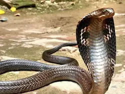 Ular Paling Mematikan di Seluruh Dunia, Ada dari Indonesia