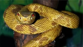 Jararaca adalah jenis ular berbisa yang umum ditemukan di Amerika Selatan. Bisa ular ini mengandung campuran racun mematikan. Korban yang kena racunnya akan merasakan rasa sakit yang luar biasa, pendarahan yang mengancam jiwa, dan gagal ginjal. (Foto: articlesvally)