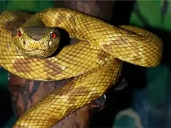 Ular Paling Mematikan di Seluruh Dunia, Ada dari Indonesia