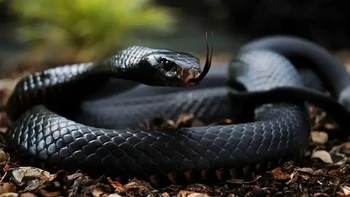 Black Mamba, ular ini memiliki kemampuan yang kuat untuk menyerang korban hingga 12 kali secara berurutan dan setiap gigitannya dipenuhi dengan tingkat neurotoksin yang mengerikan. Satu gigitannya hampir 100% mematikan dengan kematian yang bisa terjadi dalam waktu 15 menit. (Foto: articlesvally)