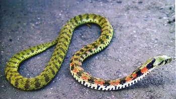 Tiger Keelback, juga dikenal sebagai Yamakagashi, atau ular air Jepang. Spesies ini kebanyakan ditemukan di Asia Timur. Ular ini agak pemalu, namun sangat berbahaya. Ular aneh ini dapat mengkonsumsi makhluk beracun, menyimpan makhluk tersebut dalam kelenjar mereka sendiri, sebelum mereka benar-benar melepaskannya nanti. (Foto: articlesvally)