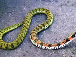 Ular Paling Mematikan di Seluruh Dunia, Ada dari Indonesia