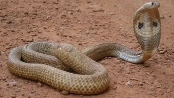 Kobra India atau Indian cobra (Naja naja) merupakan jenis ular kobra berukuran besar. Dalam mitos di India, kobra India dihormati dan biasa digunakan oleh para pawang ular. Saat digigit, korban akan mengalami kelumpuhan yang dapat menyebabkan gagal napas atau bahkan serangan jantung. (Foto: articlesvally)